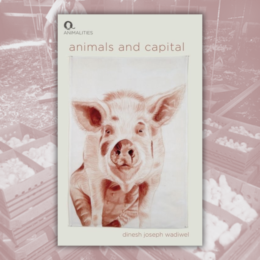 Animali e Capitale // Dinesh Wadiwel